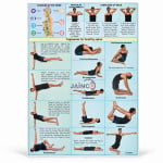 Spine and Related Organs Chart